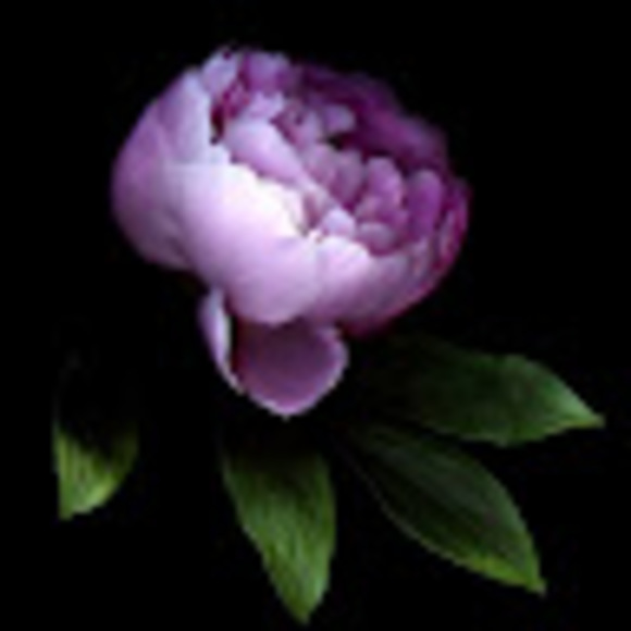 Meet your Posher, Patrice - Picture 1 of 1